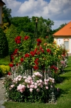 Růže rosarium