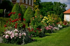 Keřové růže rosarium