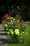 Konstrukce podomácku rosarium