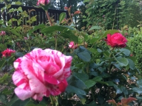 Růže Abracadabra rosarium