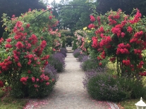 Rosarium v květu pohled od zámku