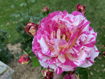 Růže abracadabra z rosarie